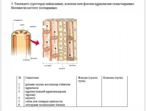 Төмендегі суретті пайдаланып ксилема мен флоэма салыстырынздар нәтижесін кестеге толтыр