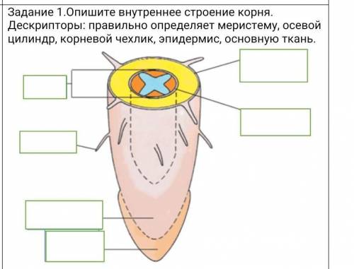 Задание 1.Опишите внутреннее строение корня. Дескрипторы: правильно определяет меристему, осевой цил