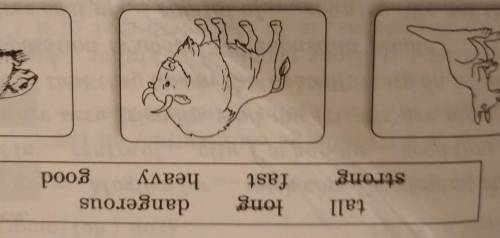 compare the national animals of the countries. Use the comparative or superlative degrees of the adj