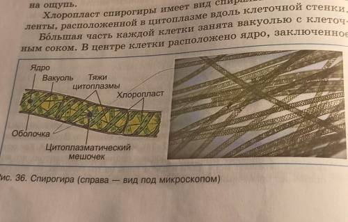 Рассмотрите отдельную клетку спирогиры, найдите оболочку, ядро, лентовидный хлоропласт, расположенны