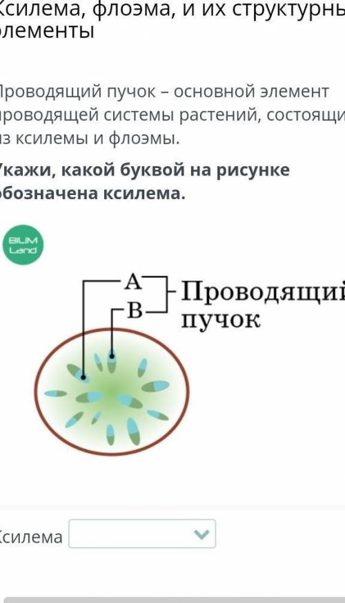 Проводящий пучок – основной элемент проводящей системы растений, состоящий из ксилемы и флоэмы. Укаж