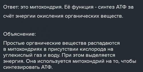 Ознакомиться с микрофотографией тромба. Опишите процесс,представленный на рисунке. ​