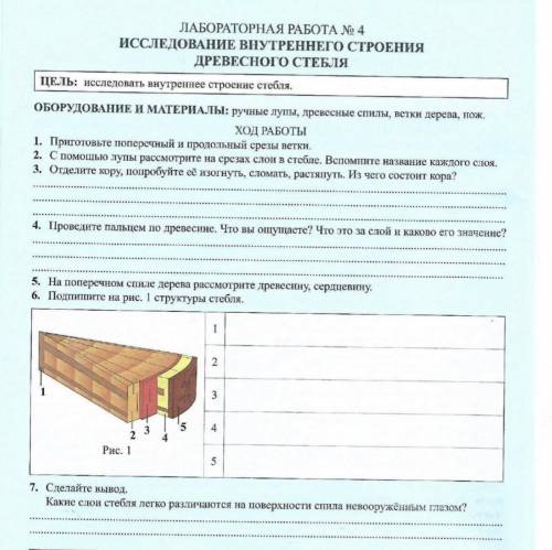 ИССЛЕДОВАНИЕ ВНУТРЕННЕГО СТРОЕНИЯ СТЕБЛЯ лабораторная работа #4 7 вопросов оставлю вам и 5 звёзд⭐️