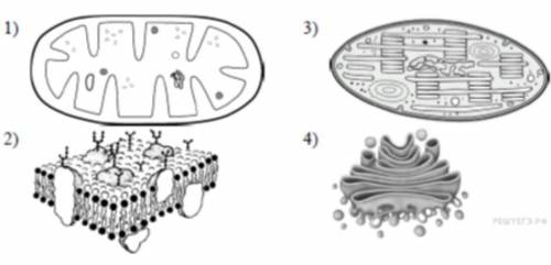 1. НАПИШИТЕ, КАКИЕ ОРГАНОИДЫ ИЛИ ЧАСТИ КЛЕТКИ ОБОЗНАЧЕНЫ ЦИФРАМИ 1-4? 2. КАКИЕ ИЗ ПРЕДСТАВЛЕННЫХ ОРГ