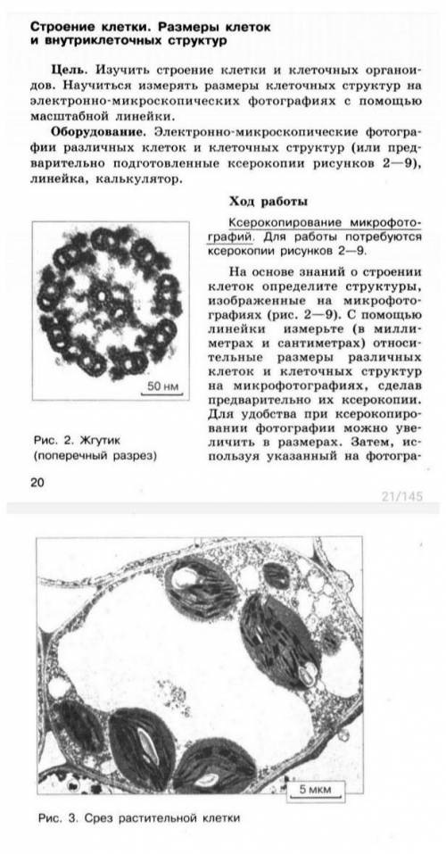 Размеры клеток и внутриклеточных структур. Пронумеруйте на микрофотографиях все органоиды в порядке