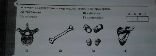 Установите соответствиего между видами костей и их примерами