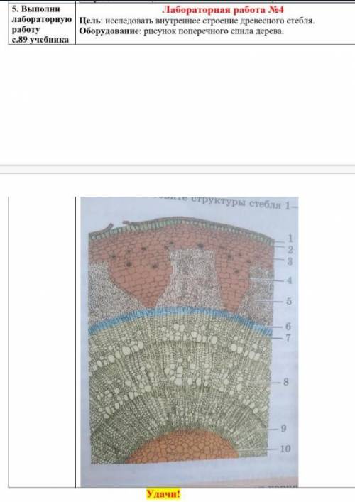 Лабораторная работа номер 4 цель: Исследовать внутренние строение древесного стебля Оборудование:Рис