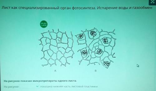 Х Лист как специализированный орган фотосинтеза. Испарение воды и газообмен(2)АB ВНа рисунке показан