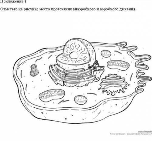 с биологией и если не сложно начертите на листочке и отправьте ​