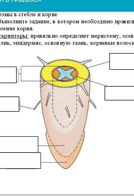 Дай определения терминам: Кора, чечевички, камбий, древесина, годичные кольца, сердцевинные лучи, се