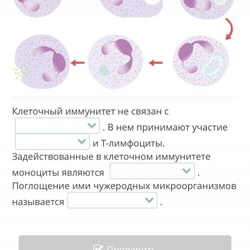 Вставь в текст пропущенные слова, выбрав их из выпадающего списка. Клеточный иммунитет не связан с