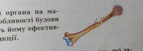 розгляньте зображення органа на малюнку поясніть які особливості будови цього органа дозволяють йому