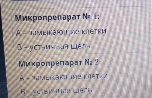 Микропрепарат No 1: A – замыкающие клеткиBн устьичная щельМикропрепарат No 2A – замыкающие клеткиВ-