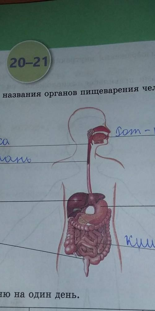 Уроки 20-211. Напиши названия органов пищеварения человека​