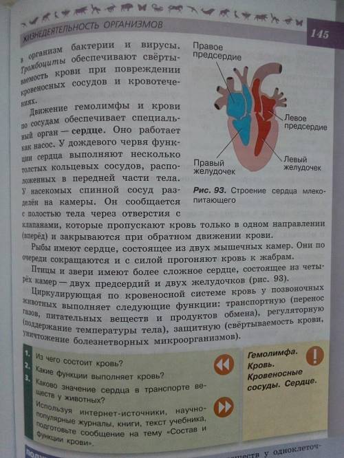 Составьте таблицу Строение сердца, состоящую из дву колонок: 1. животные, 2. особенности строения