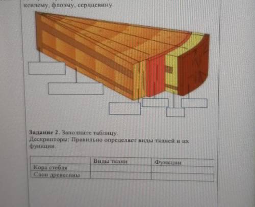 Заполните таблицу.Дискрипторы : правильно определяет виды тканей и их функции​