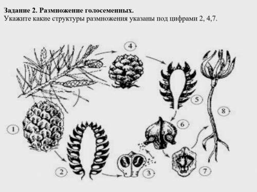 Подпишите 2, 4, 7 на изображение.