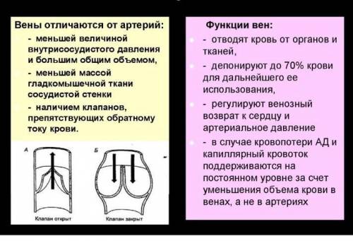 Объясните,почему артериальныйкровотокпульсирует, а венозный - нет.​