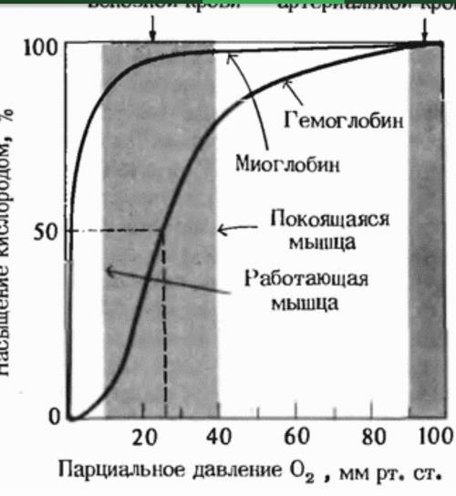 При каком парциальном давлении миоглобин и гемоглобин насыщаются кислородом почти до 100%​