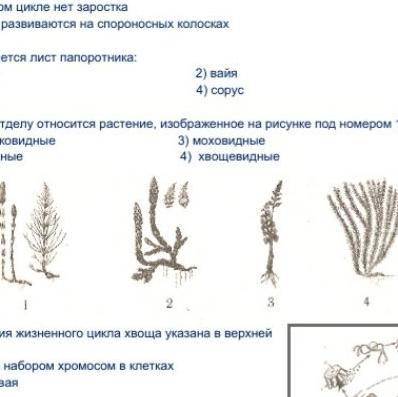 Какая стадия жизненного цикла хвоща указана в верхней части схемы? 1) с двойным набором хромосом в к