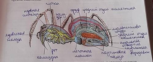 На рисунке (сверху) вы видите, что желудок паука, в отличие от раков, имеет множество выростов. Объя