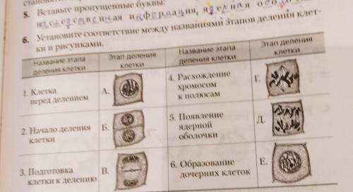 6 класс. Кто шарит в биологии Перезаливаю 1000000 раз Установите соответствие между названиями этапо