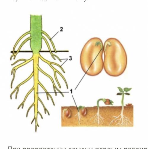 1 При прорастании семени первым развивается зародышевый корешок. Он превращается в 2 Корни, образу
