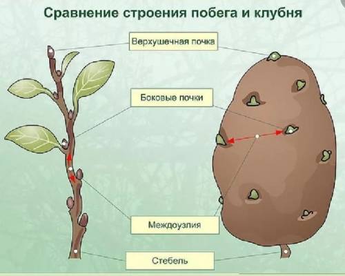 Рассмотрите внешнее строение клубня