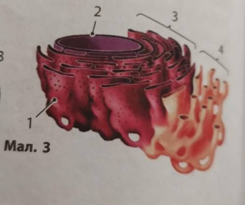 1. Гранулярну ендоплазматичну сітку на Мал. 3 позначено цифрою... 2. Цифрою 2 на мал. 3 позначено...