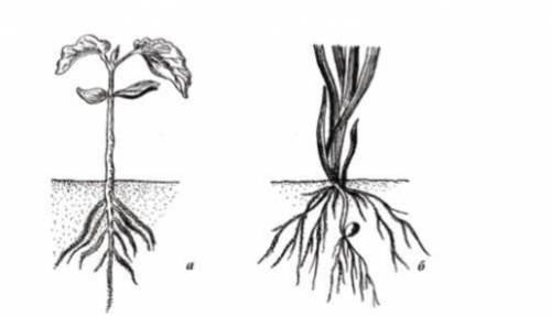 Путем сравнения корней проростков фасоли(а) и пшеницы( б)определите, к какой корневой системе они от