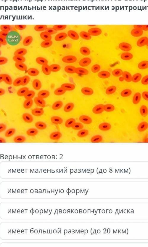 Среди предложенных вариантов выбери правильные характеристики эритроцита лягушки