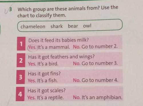 3 Which group are these animals from? Use the chart to classify them.chameleon shark bear owl1Does i