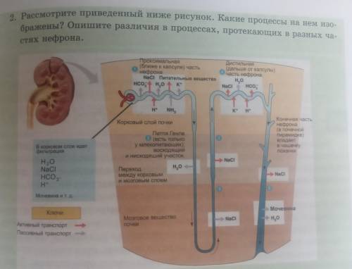 Рассмотрите приведенный ниже рисунок. Какие процессы на нем изображены? Опишите различия в процессах