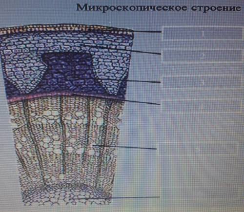 По указателям рисунка,назовите структуры стебля 1-6.​