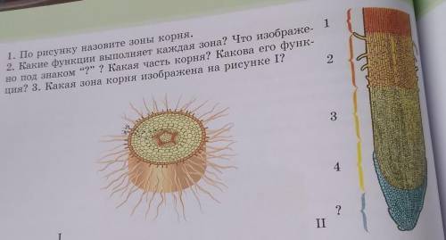 1. По рисунку назовите зоны корня. 2. Какие функции выполняет каждая зона? Что изображе- 1но под зна