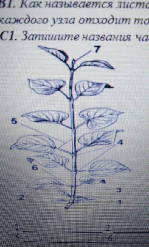 Сі. Запишите названия частей побега, обозначенных на рисунке цифрами 1-7. 12.6.3.7.4.5.6.7.​
