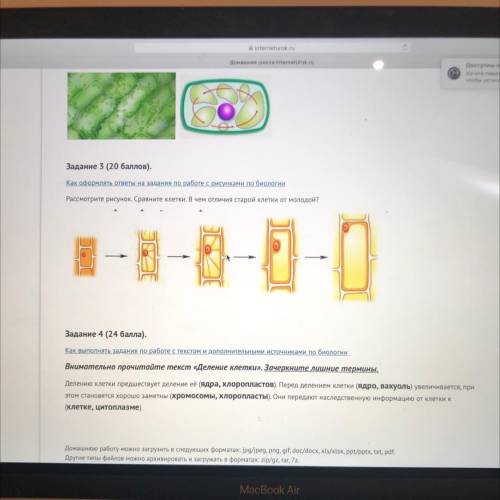 Рассмотрите рисунок. Сравните клетки. В чем отличия старой клетки от молодой? Задание 4 . Как выпол