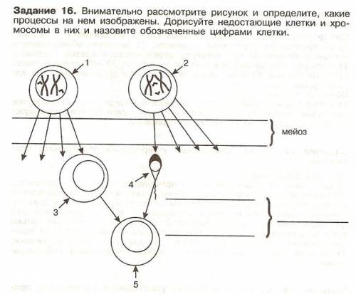 Рассмотрите рисунок. 1)Запишите, какие процессы изображены на нем. 2) В «пустых клетках» №3,4,5 дор