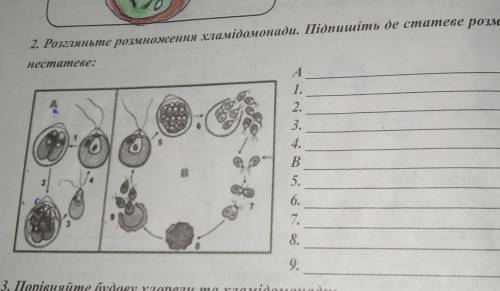 2. Роляньте рамнесення станідомонади. Підпишіть де статеве розмноження а де не сиаиеве​