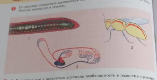 По рисунку определите кровеносную систему замкнутого и незамкнутого типа,​