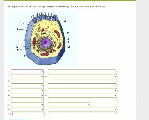 БИОЛОГИЯ 9 КЛАСС. Подпиши рисунок «Органоиды клетки»