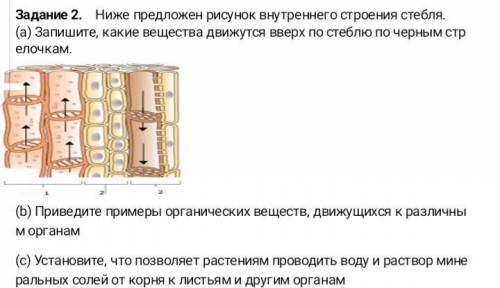 Ниже предложен рисунок внутреннего строения стебля (а) запишите какие вещества движутся вверх по сте