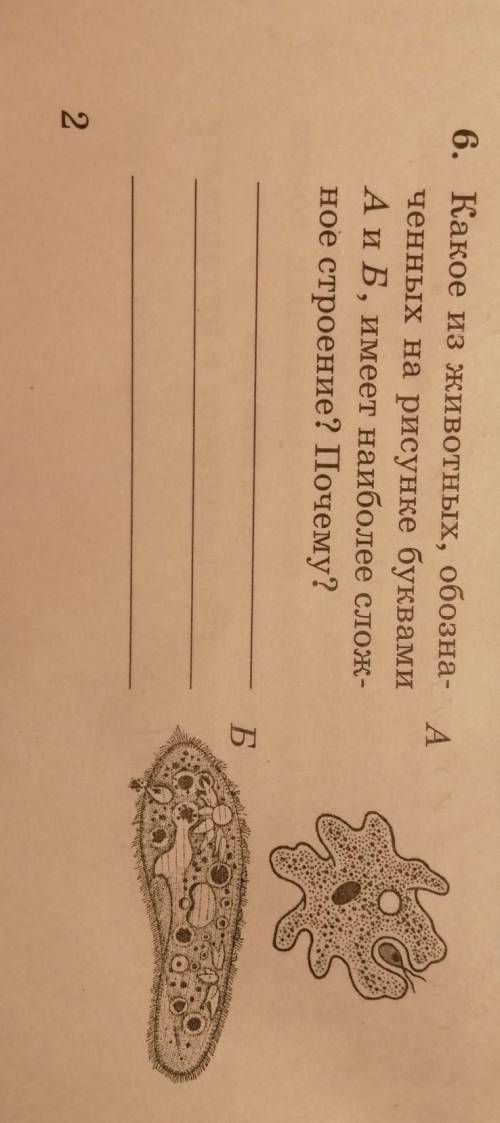 Какое из животных, обозначенных на рисунке буквами А и Б, имеет наиболее сложное строение? Почему ​