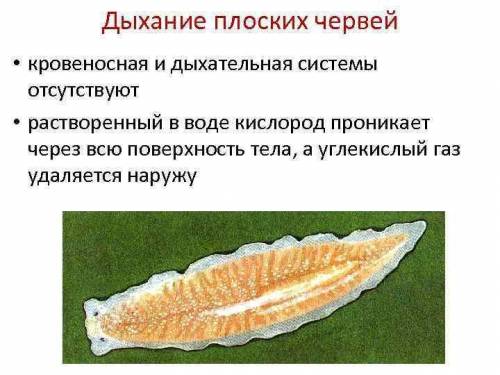 Как дышат плоские черви?