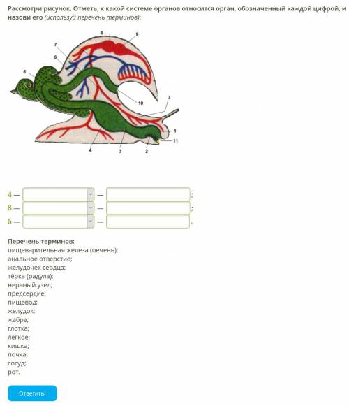 Рассмотри рисунок. Отметь, к какой системе органов относится орган, обозначенный каждой цифрой, и на