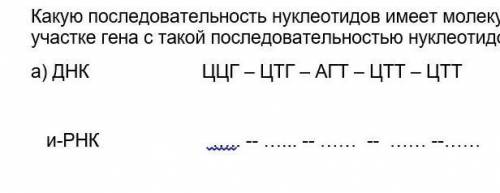 1. какую последовательность нуклеотидов имеет молекула иРНК которая синтезируется на участке гена с