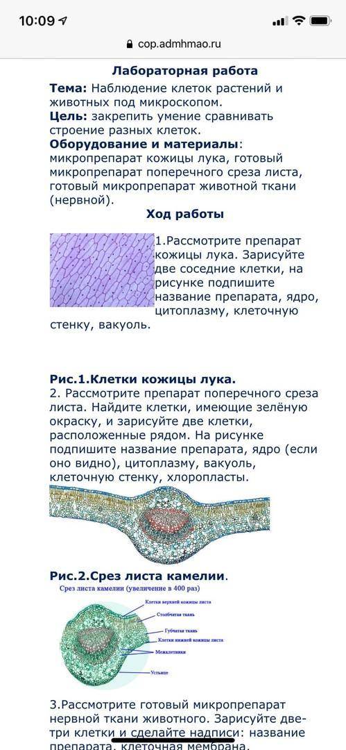 Нарисовать рисунки. и сделать табличку. черты сходства черты различия с чем это связано