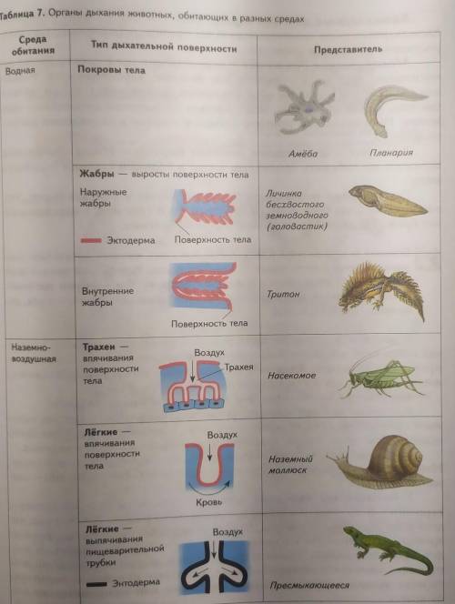 1. Рассмотрите таблицу 7. Поясните, какие особенности строения органов дыхания обеспечивают более эф