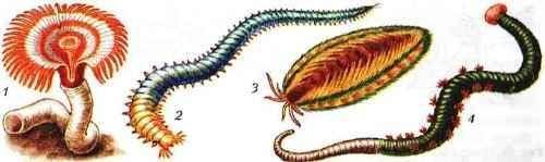 1. Подпишите названия многощетинковых червей, которые на рисунках 1-4. (Рисунок Червей прикрепила) 2
