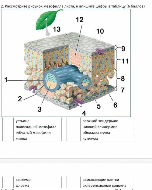 Рассмотрите рисунок мезофилла листа и Впишите цифры в таблицу ​